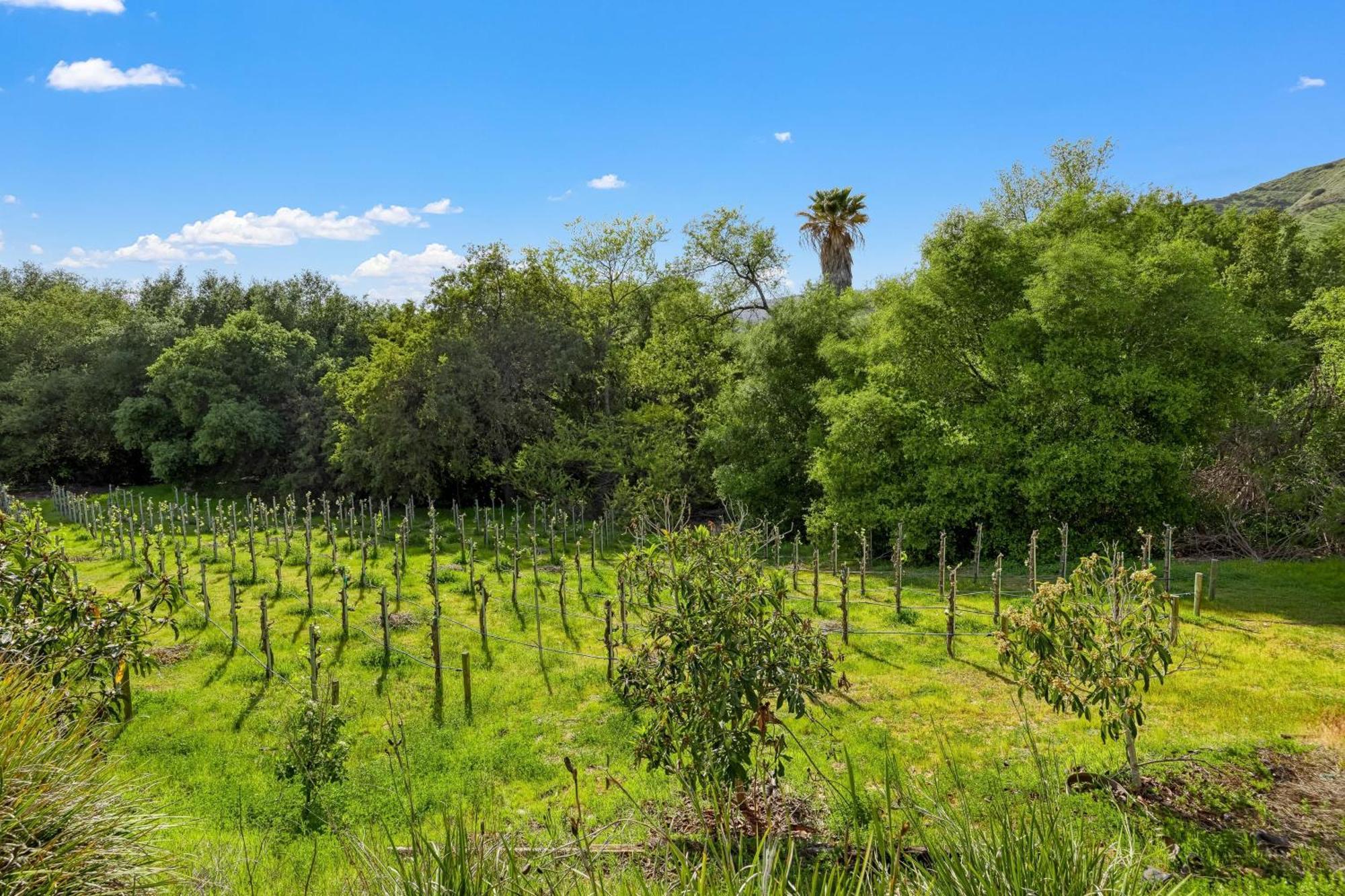 Grapevine By Avantstay Secluded 5Br Villa 4 Acres Of Vineyards Avo Groves Τεμέκουλα
 Εξωτερικό φωτογραφία